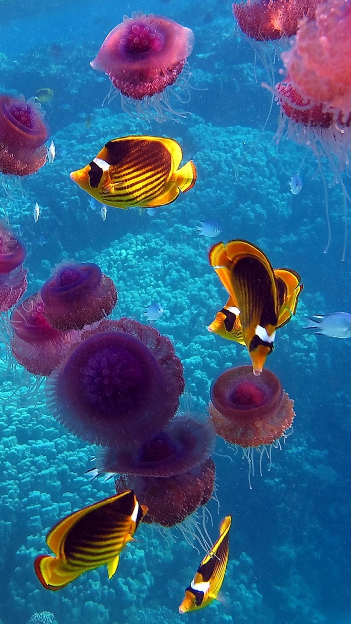 Pink and Yellow Fish Under Water. Wallpaper in 720x1280 Resolution