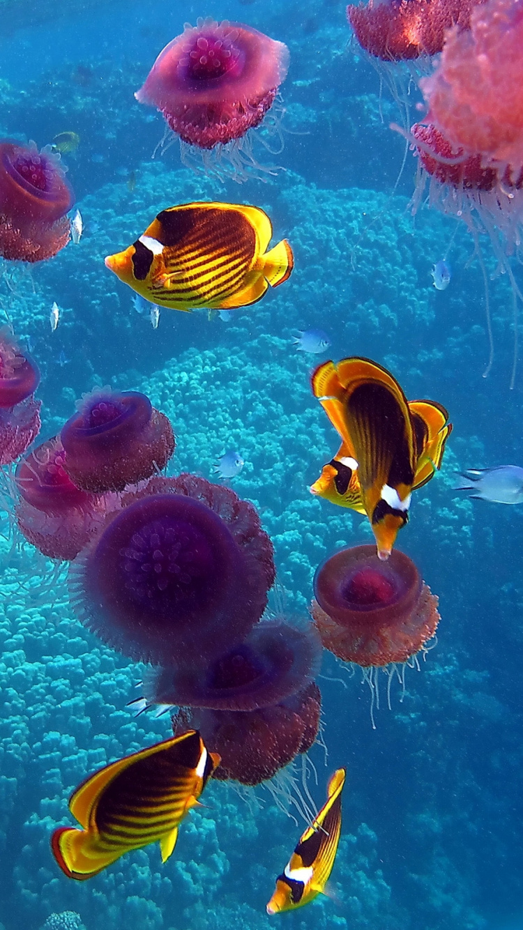 Pink and Yellow Fish Under Water. Wallpaper in 750x1334 Resolution