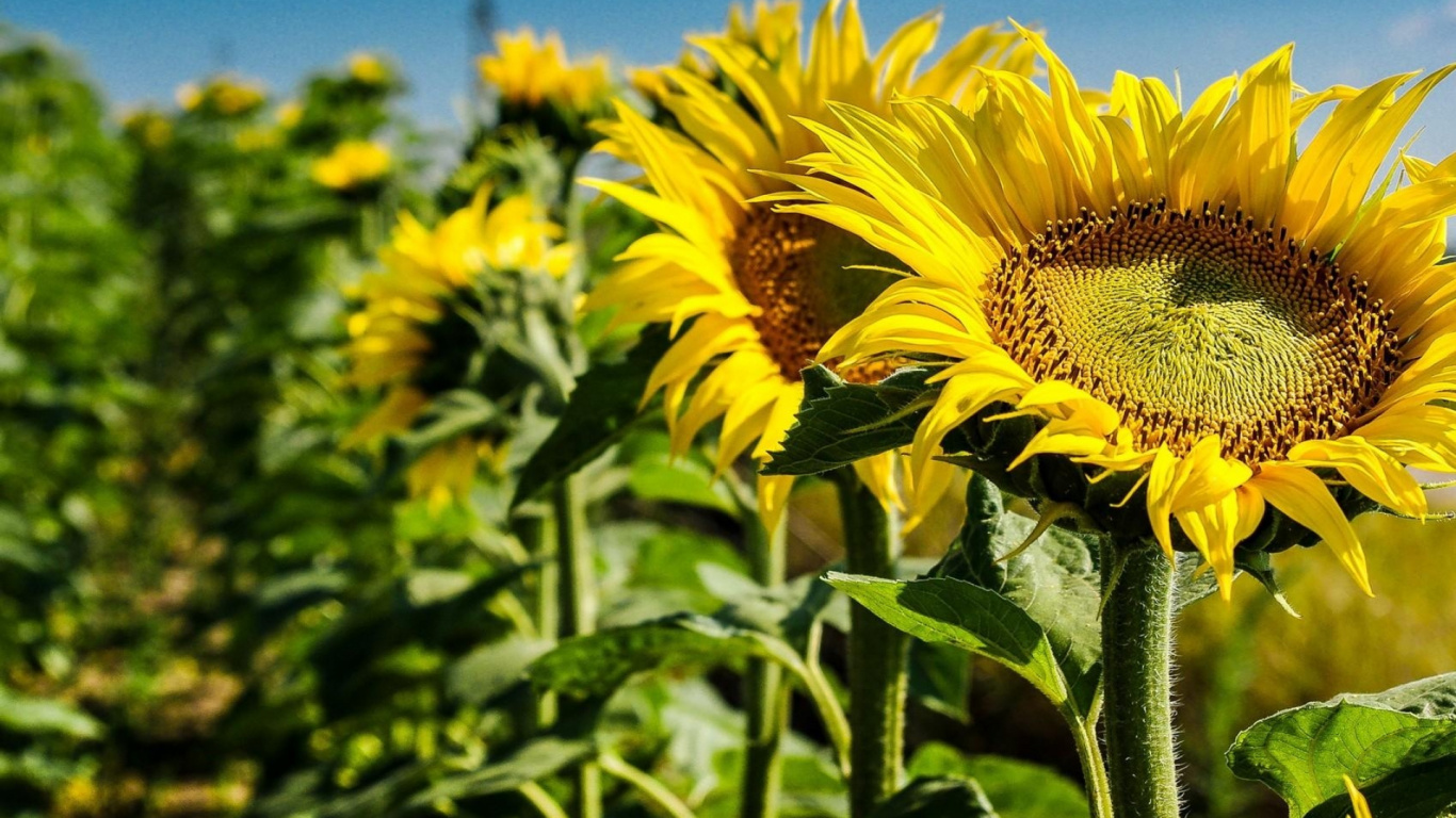Yellow Sunflower in Close up Photography. Wallpaper in 1366x768 Resolution