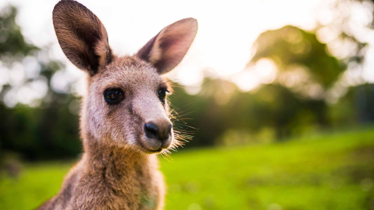 Brown Kangaroo on Green Grass Field During Daytime. Wallpaper in 1280x720 Resolution