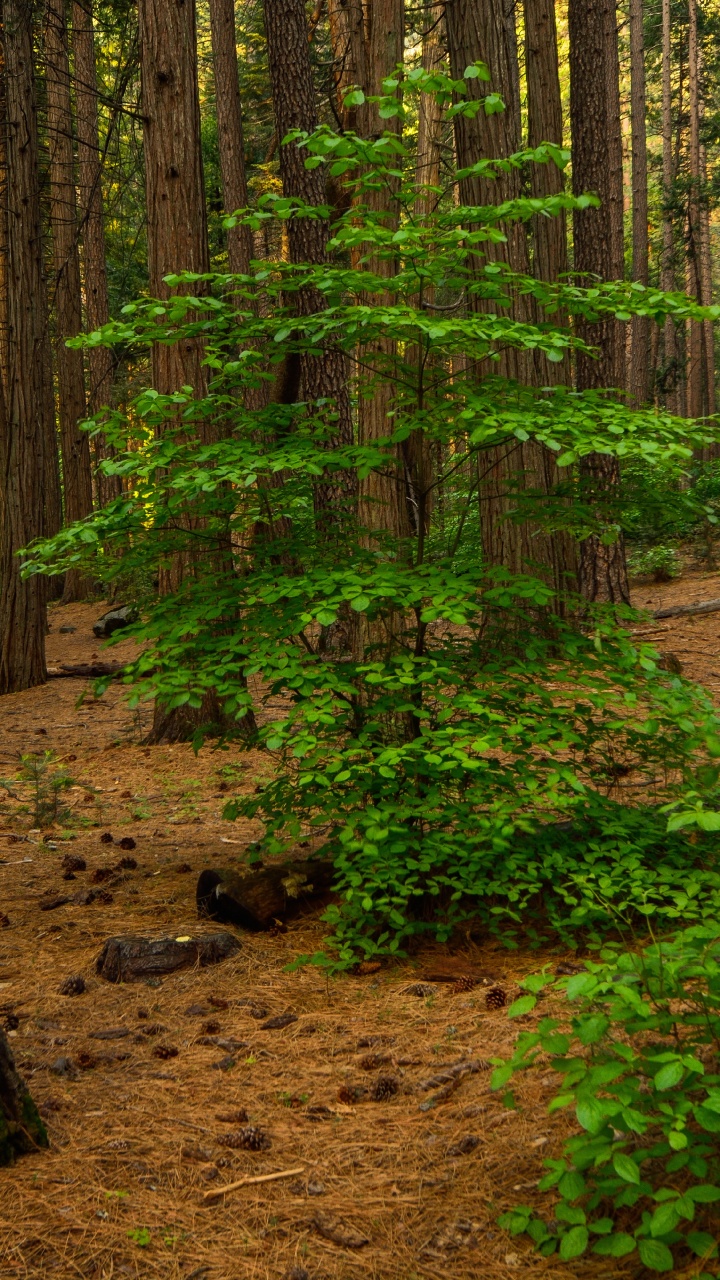 林地, 森林, Grove, 自然环境, 自然景观 壁纸 720x1280 允许