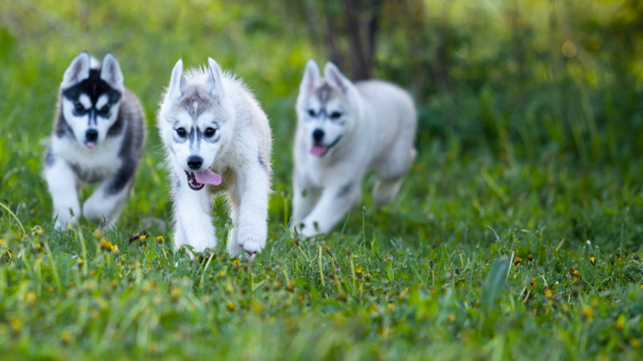 White Siberian Husky Puppy on Green Grass Field During Daytime. Wallpaper in 1280x720 Resolution