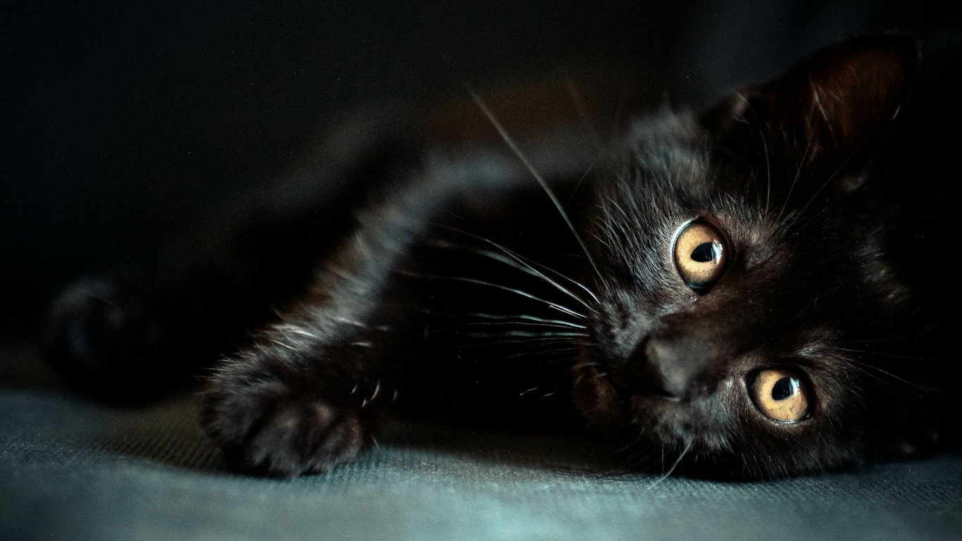 Black Cat Lying on Green Textile. Wallpaper in 1366x768 Resolution