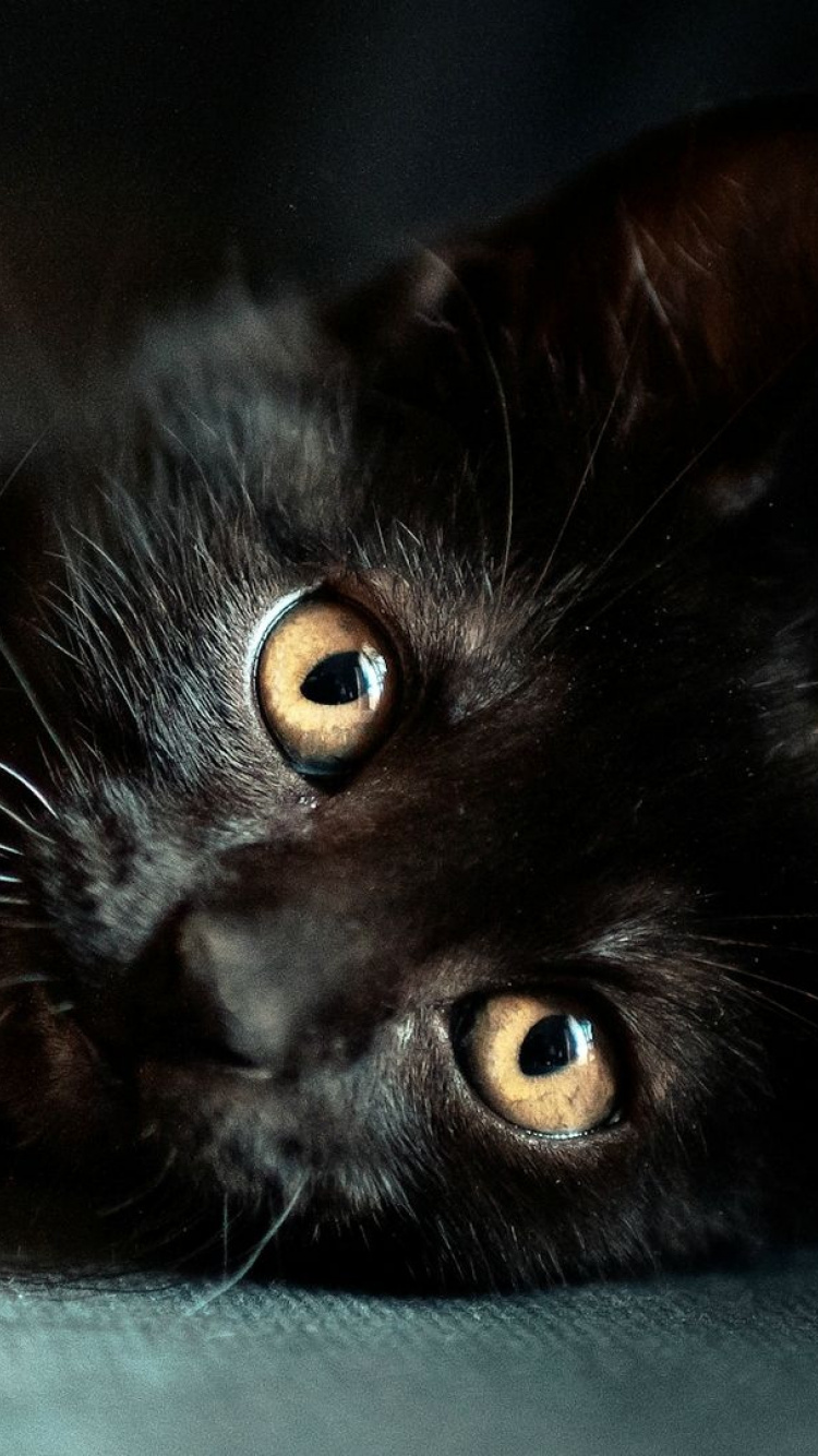 黑色的猫, 小猫, 胡须, 猫科, 黑色的 壁纸 750x1334 允许