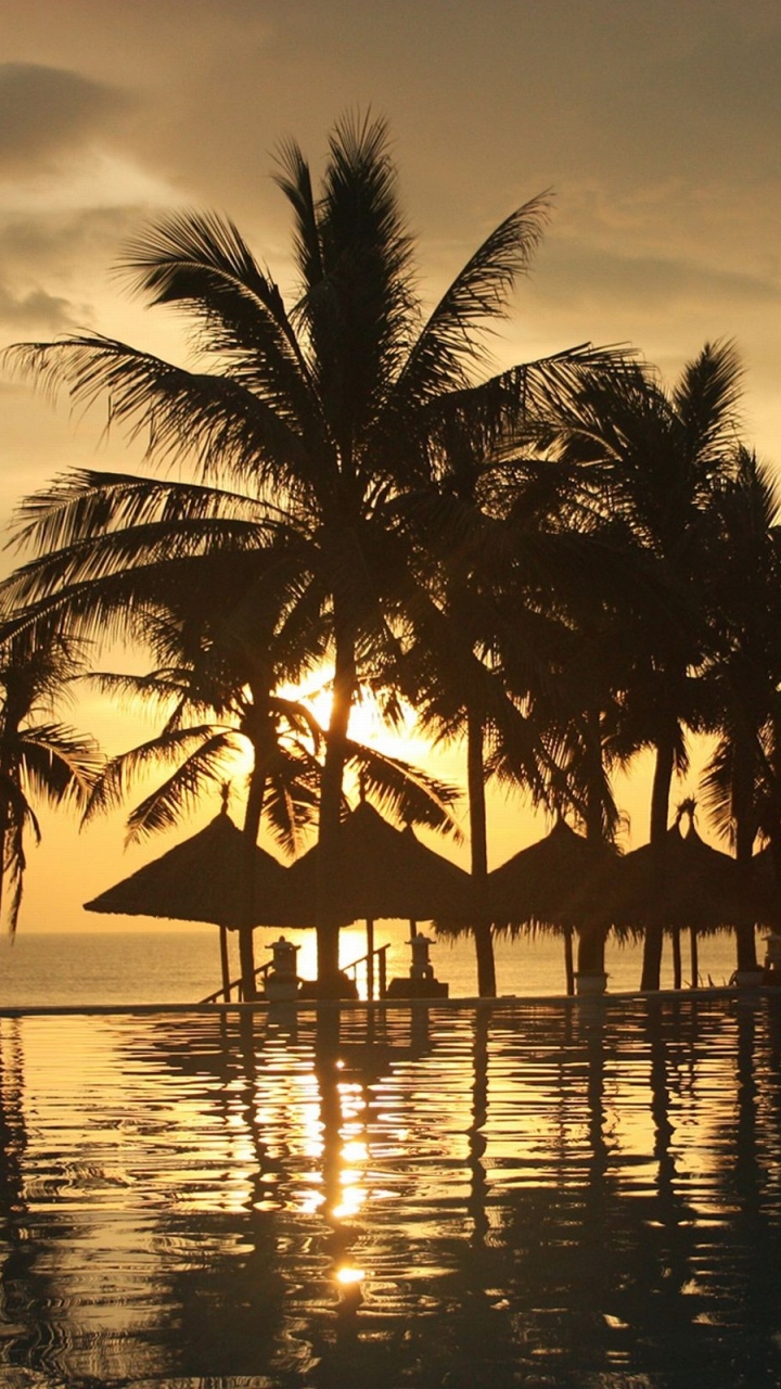 热带地区, 日落, 反射, 晚上, 棕榈树 壁纸 720x1280 允许