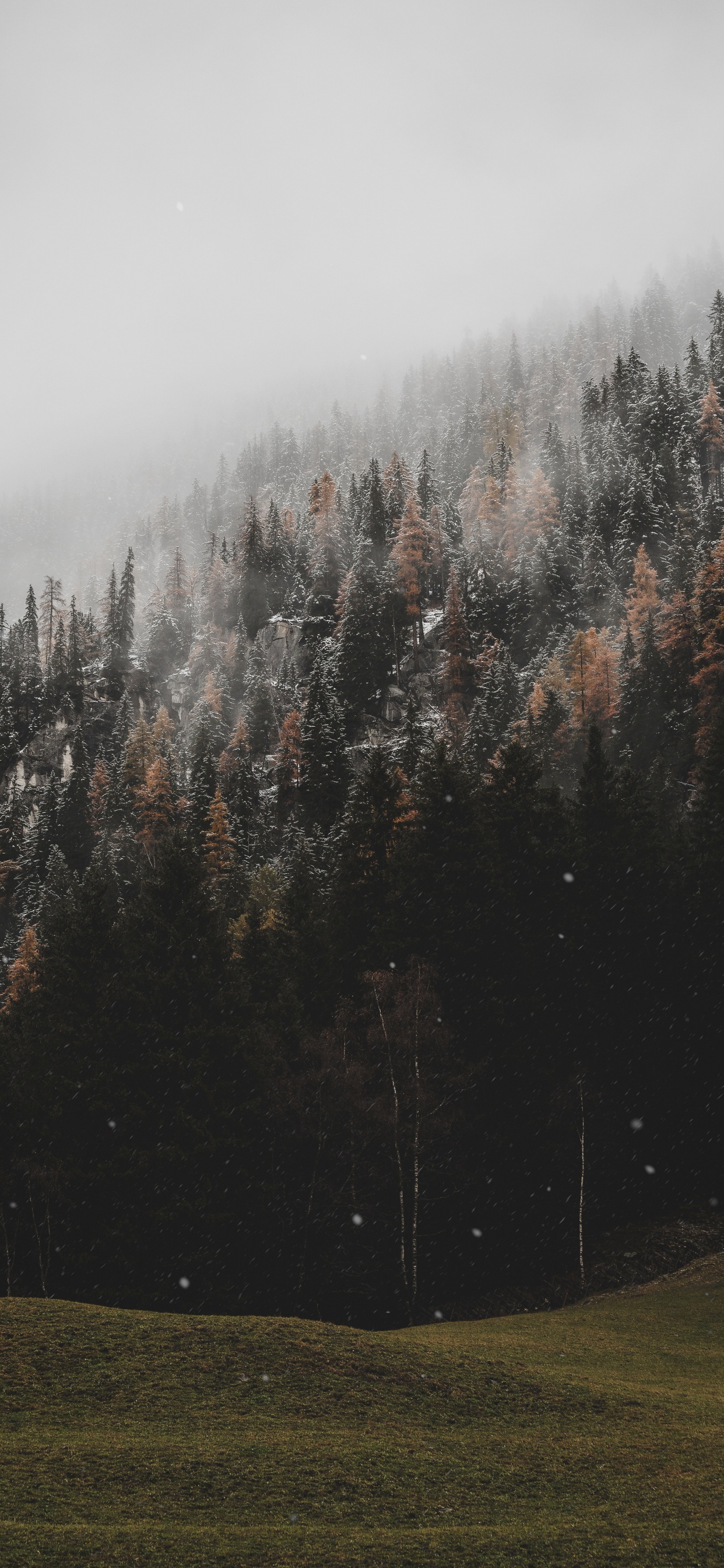 Tree, Cloud, Fog, Natural Landscape, Natural Environment. Wallpaper in 1242x2688 Resolution