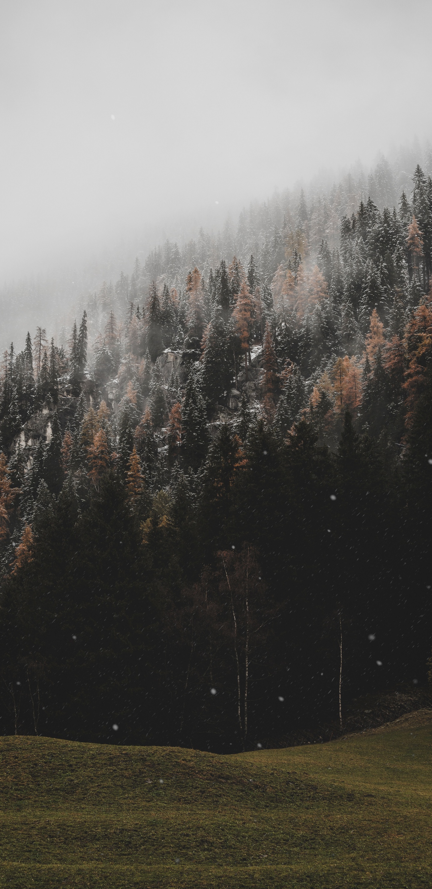 Tree, Cloud, Fog, Natural Landscape, Natural Environment. Wallpaper in 1440x2960 Resolution