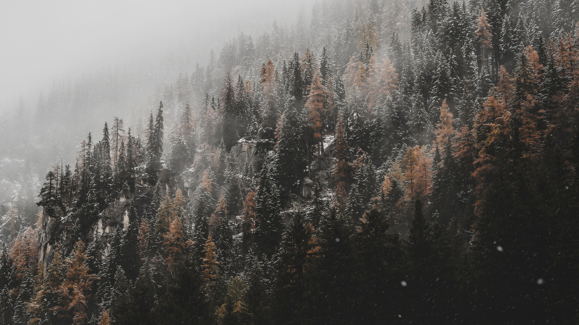 Tree, Cloud, Fog, Natural Landscape, Natural Environment. Wallpaper in 1920x1080 Resolution