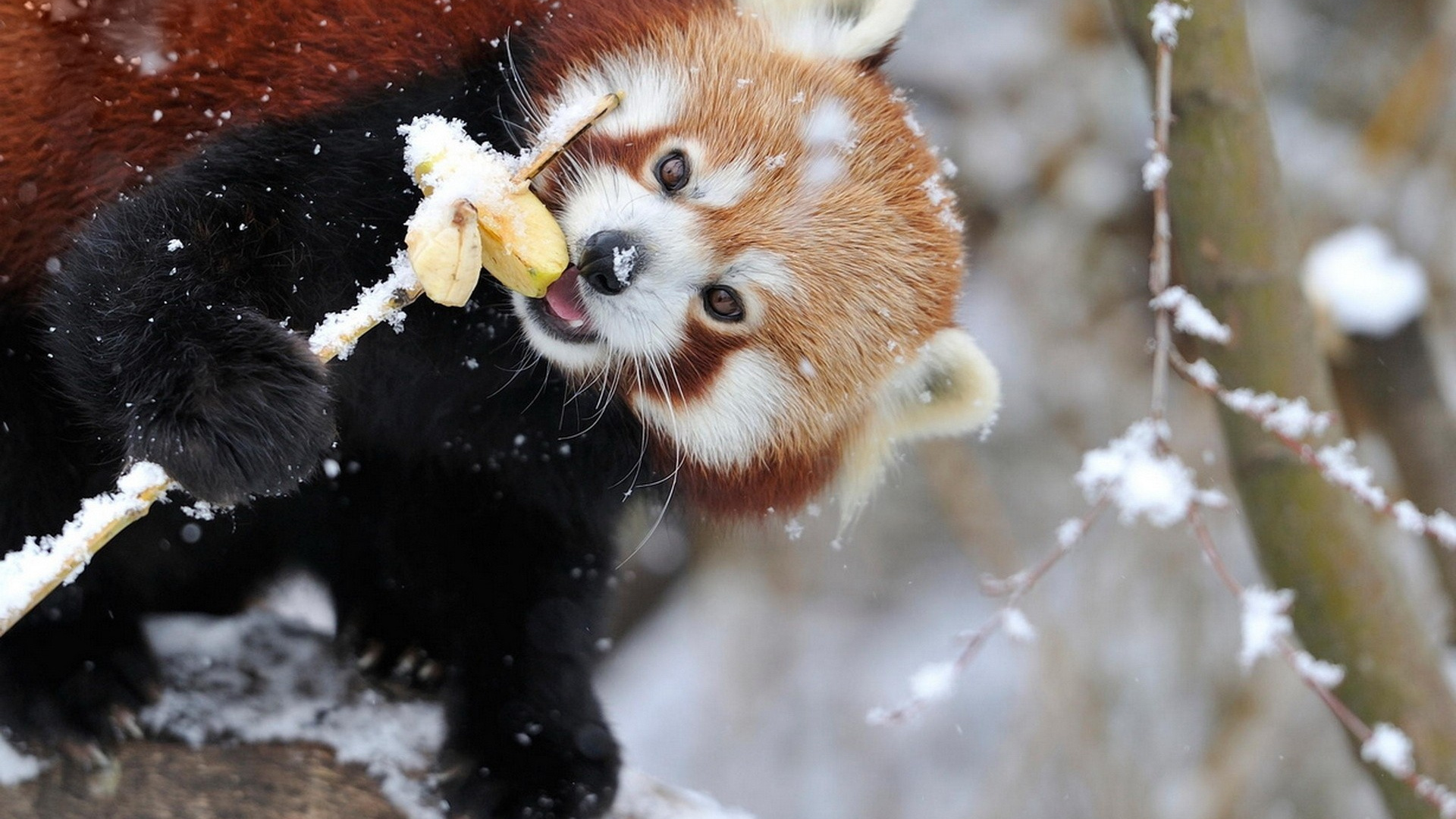 Panda Rojo Comiendo Flor Amarilla. Wallpaper in 1920x1080 Resolution