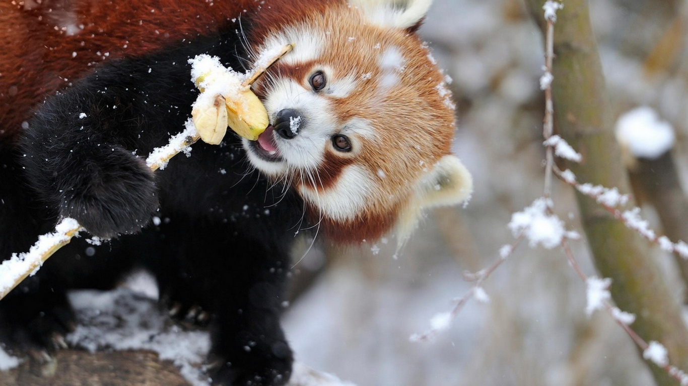 Roter Panda Frisst Gelbe Blume. Wallpaper in 1366x768 Resolution