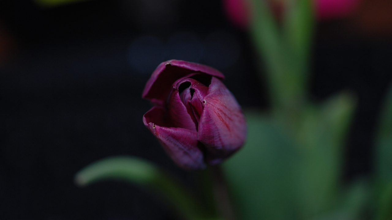 Fleur Pourpre Dans L'objectif à Basculement. Wallpaper in 1280x720 Resolution