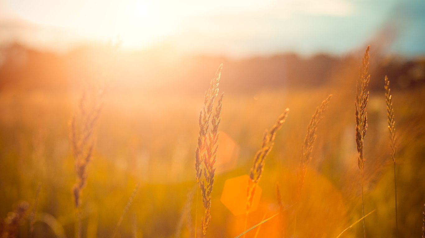 Braunes Weizenfeld Bei Sonnenuntergang. Wallpaper in 1366x768 Resolution