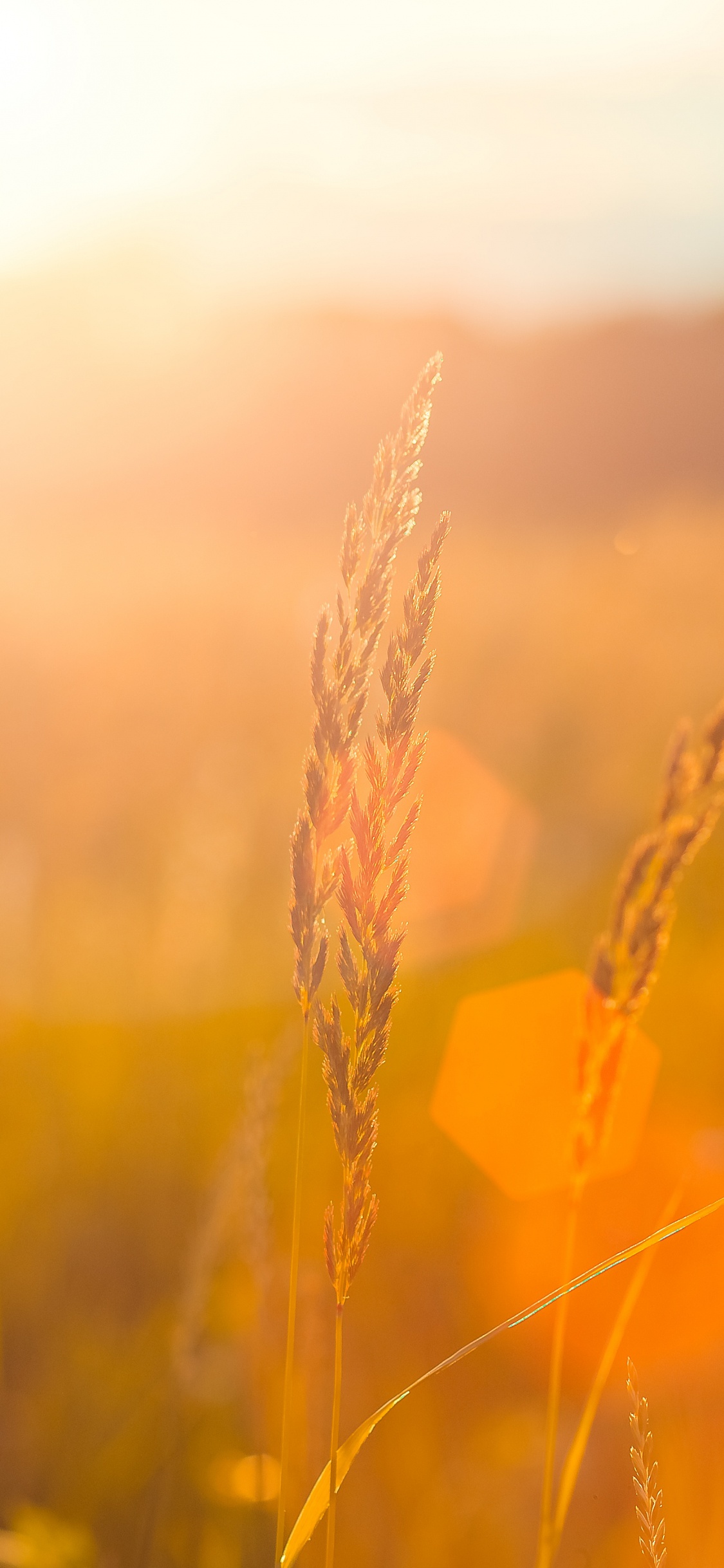 Brown Wheat Field During Sunset. Wallpaper in 1125x2436 Resolution