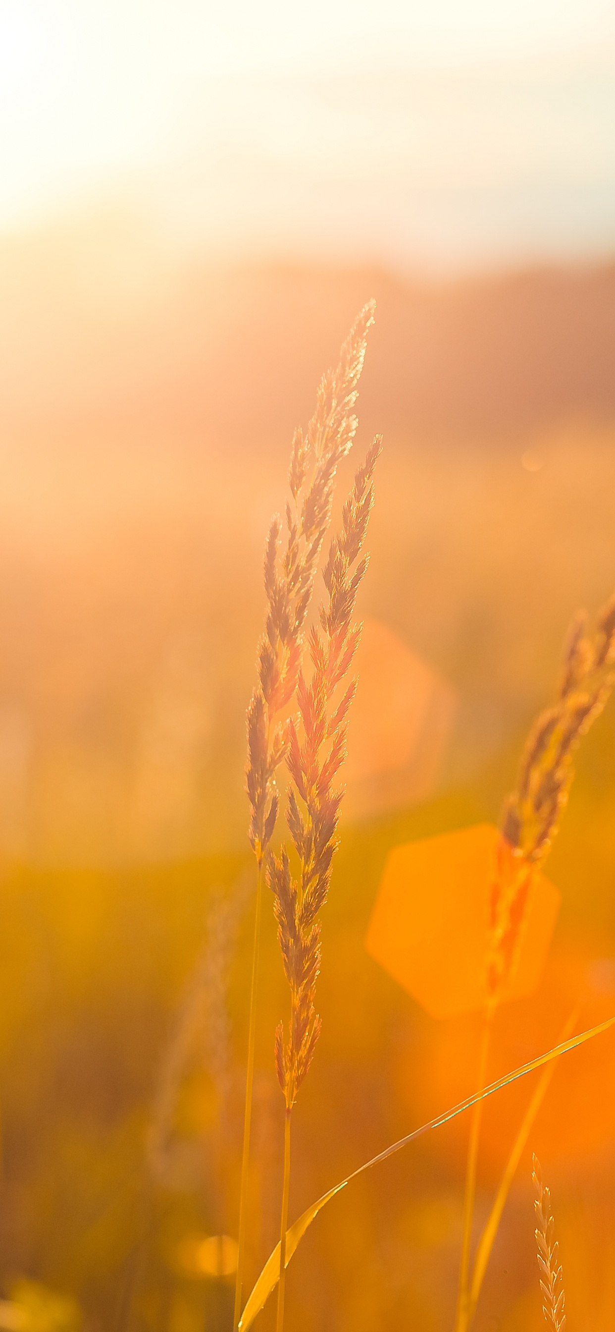 Brown Wheat Field During Sunset. Wallpaper in 1242x2688 Resolution