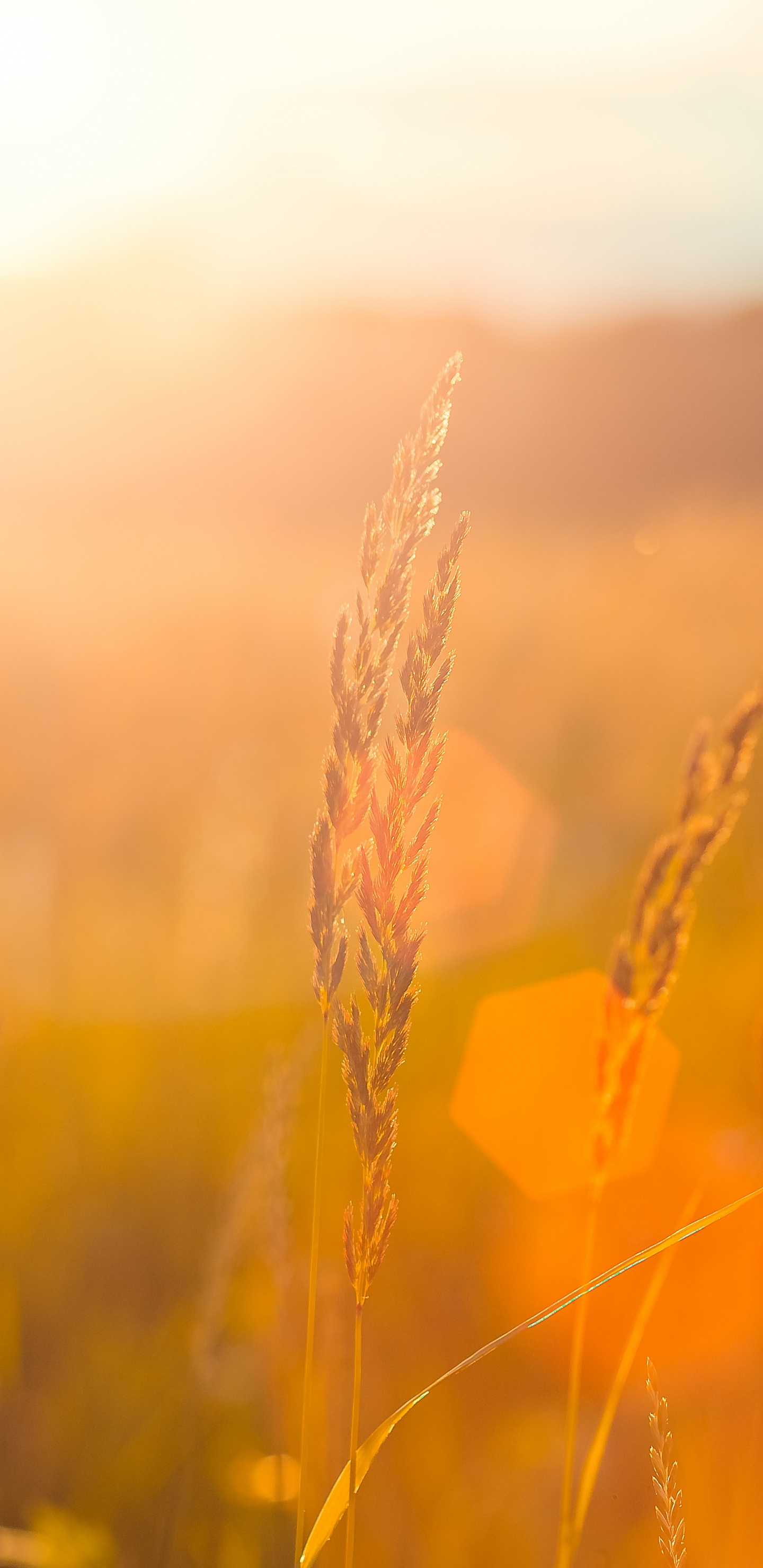 Brown Wheat Field During Sunset. Wallpaper in 1440x2960 Resolution