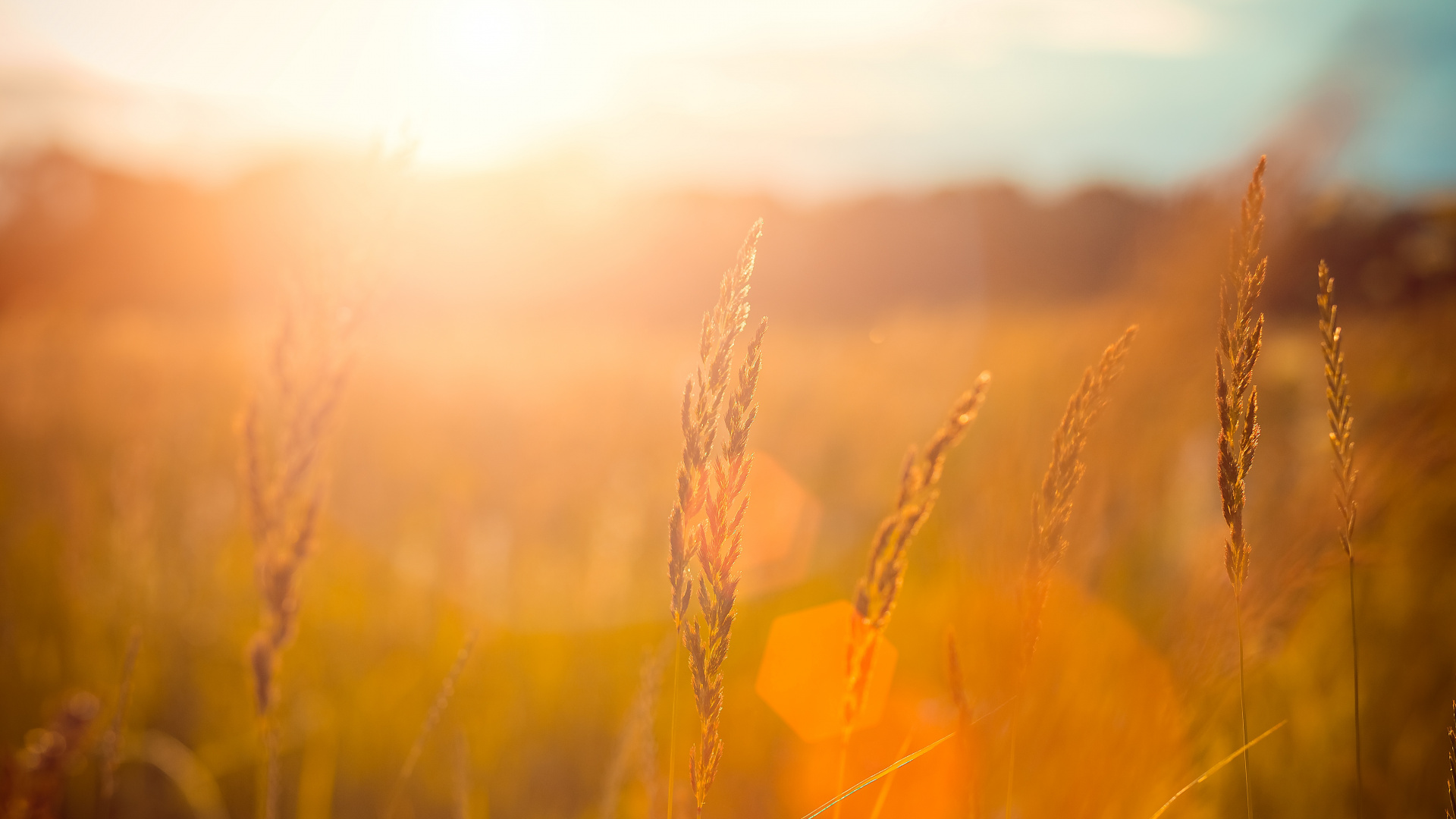 Brown Wheat Field During Sunset. Wallpaper in 1920x1080 Resolution