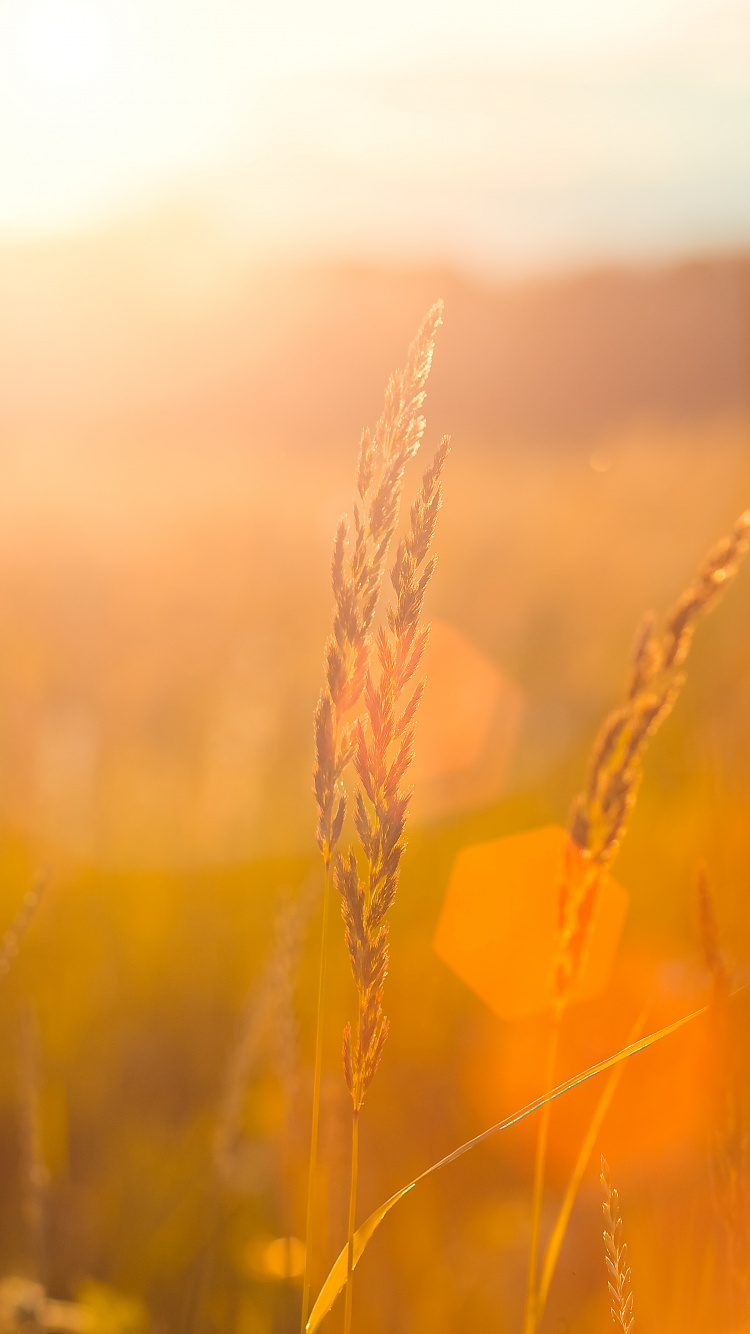 Brown Wheat Field During Sunset. Wallpaper in 750x1334 Resolution