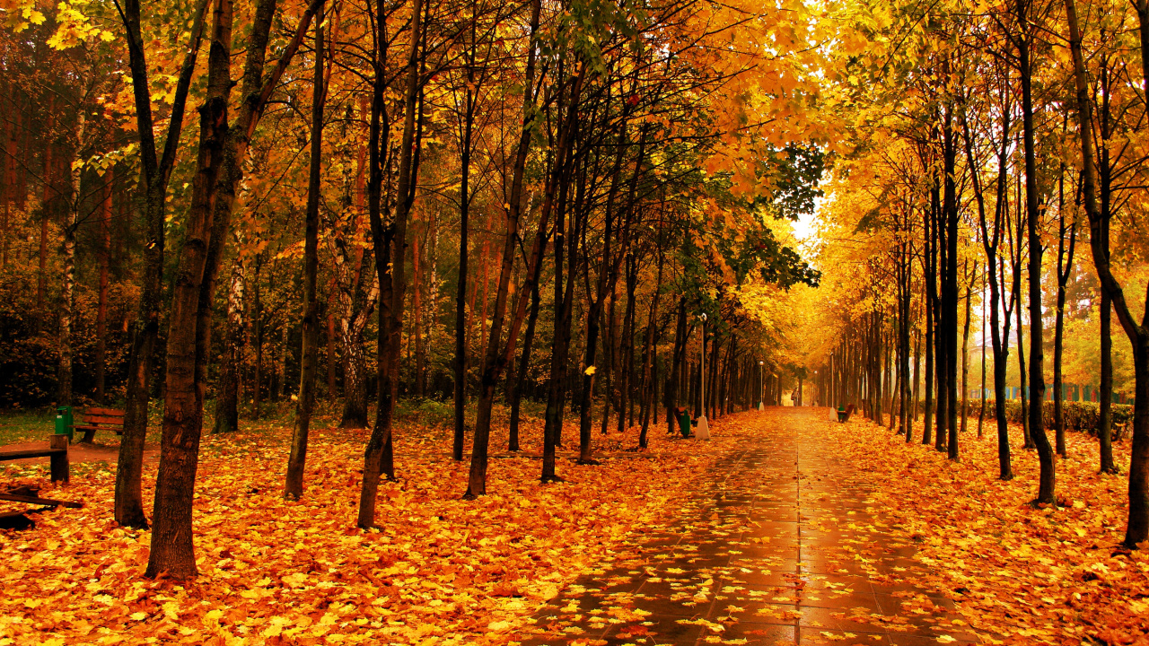 Brown Leaves on The Ground. Wallpaper in 1280x720 Resolution