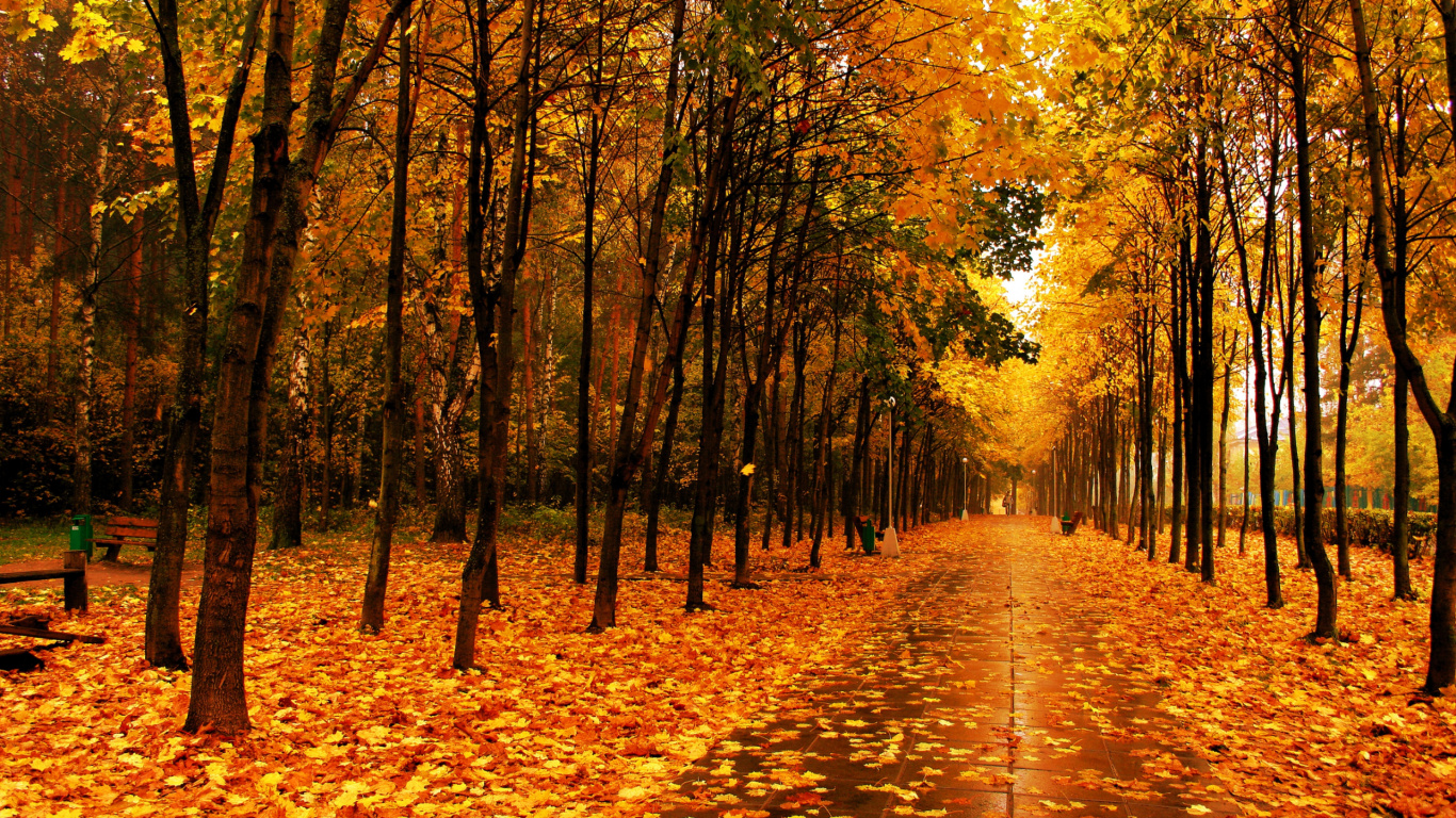 Feuilles Brunes au Sol. Wallpaper in 1366x768 Resolution