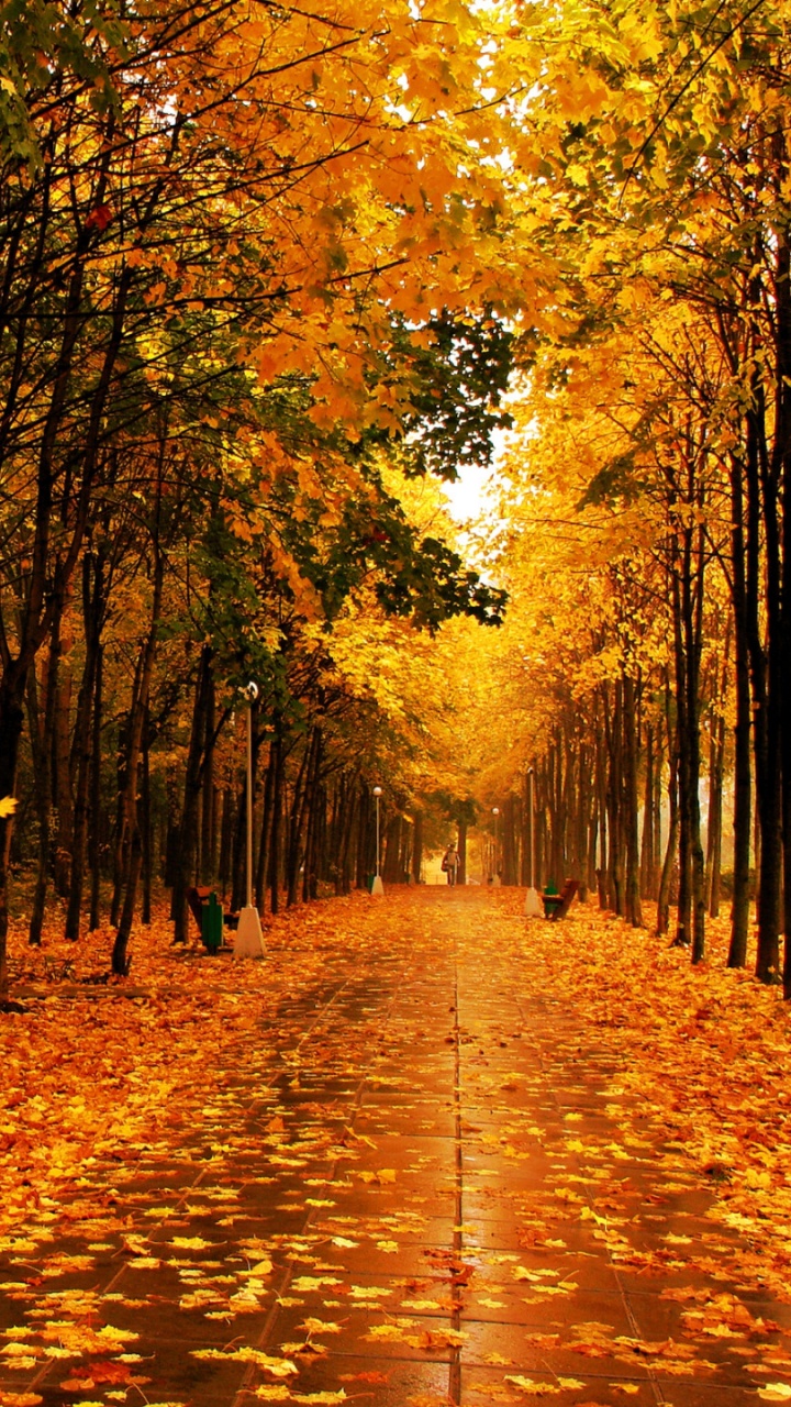 Feuilles Brunes au Sol. Wallpaper in 720x1280 Resolution