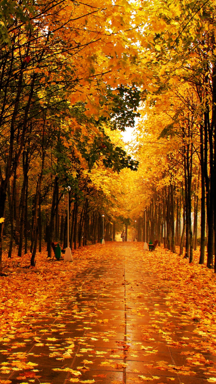 Feuilles Brunes au Sol. Wallpaper in 750x1334 Resolution