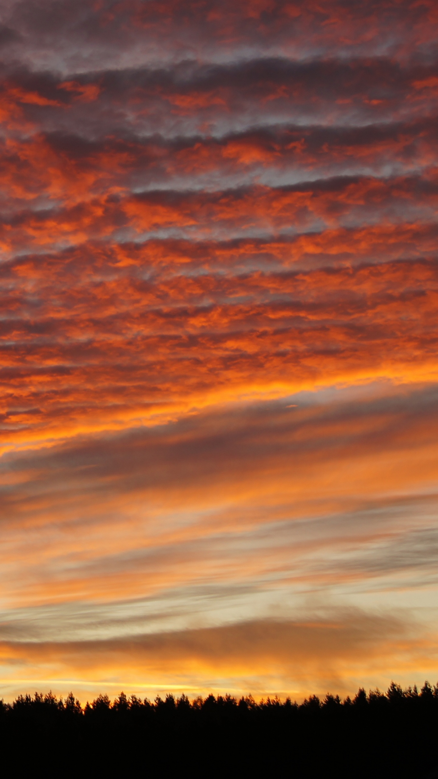 Silhouette of Trees During Sunset. Wallpaper in 1440x2560 Resolution