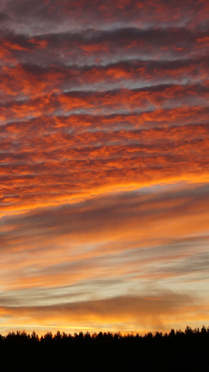 Silhouette of Trees During Sunset. Wallpaper in 720x1280 Resolution