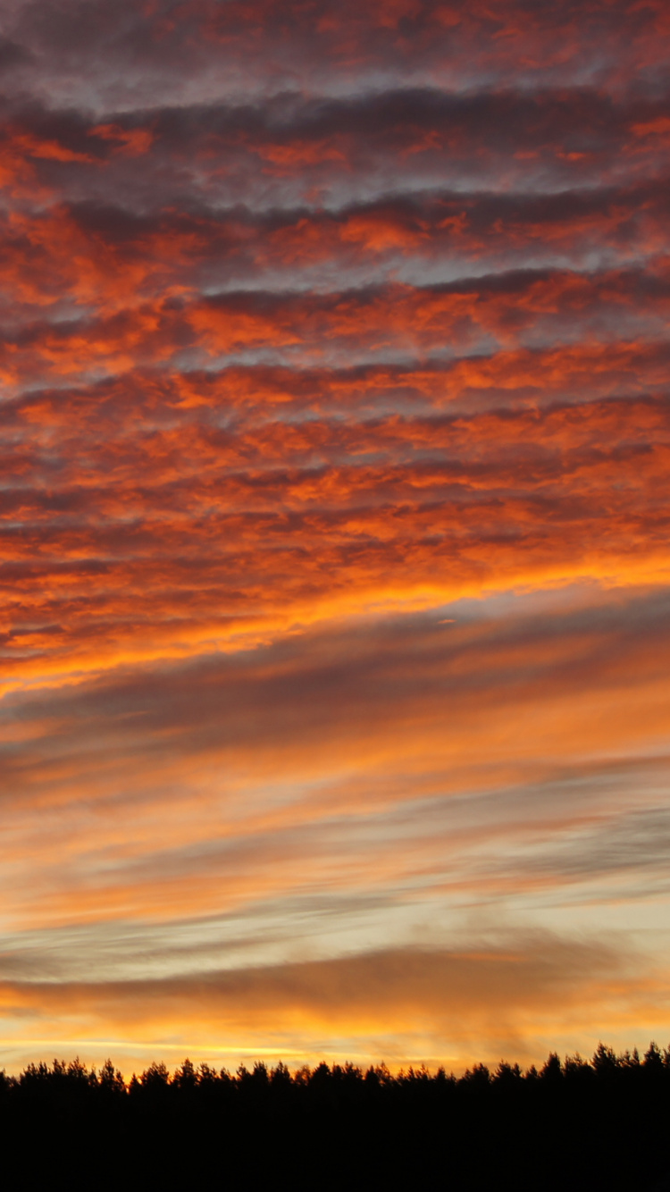 Silhouette of Trees During Sunset. Wallpaper in 750x1334 Resolution