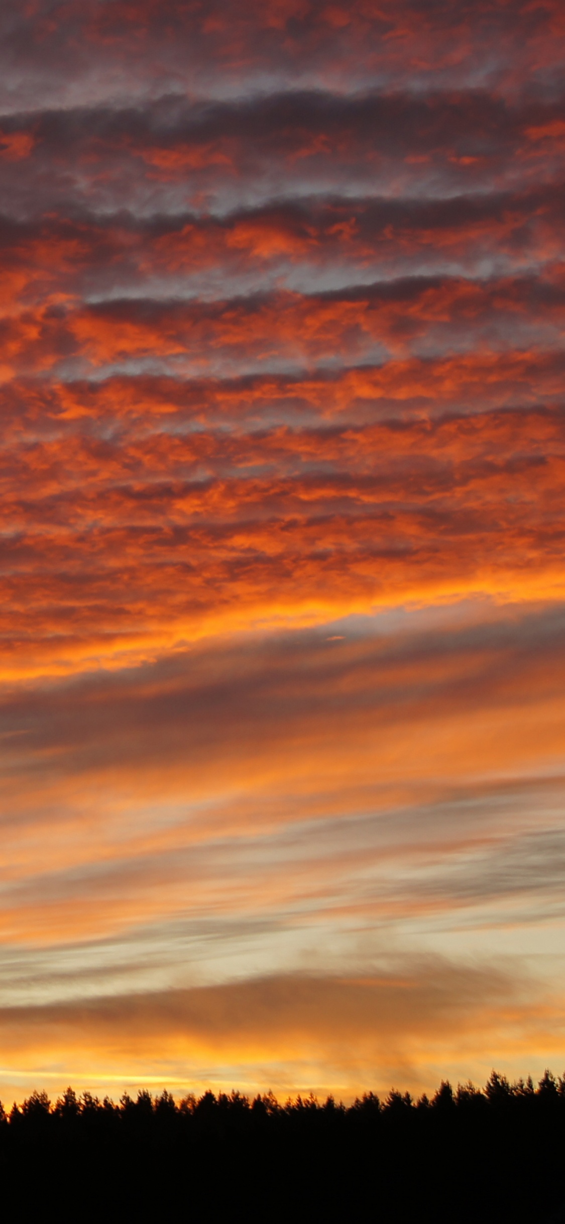 Silhouette D'arbres au Coucher du Soleil. Wallpaper in 1125x2436 Resolution