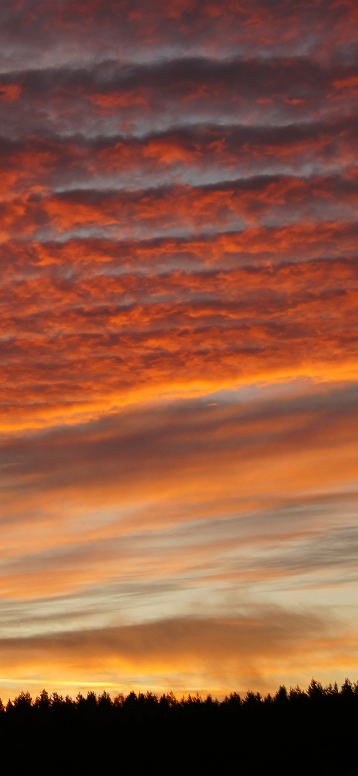 Silueta de Árboles Durante la Puesta de Sol. Wallpaper in 1242x2688 Resolution