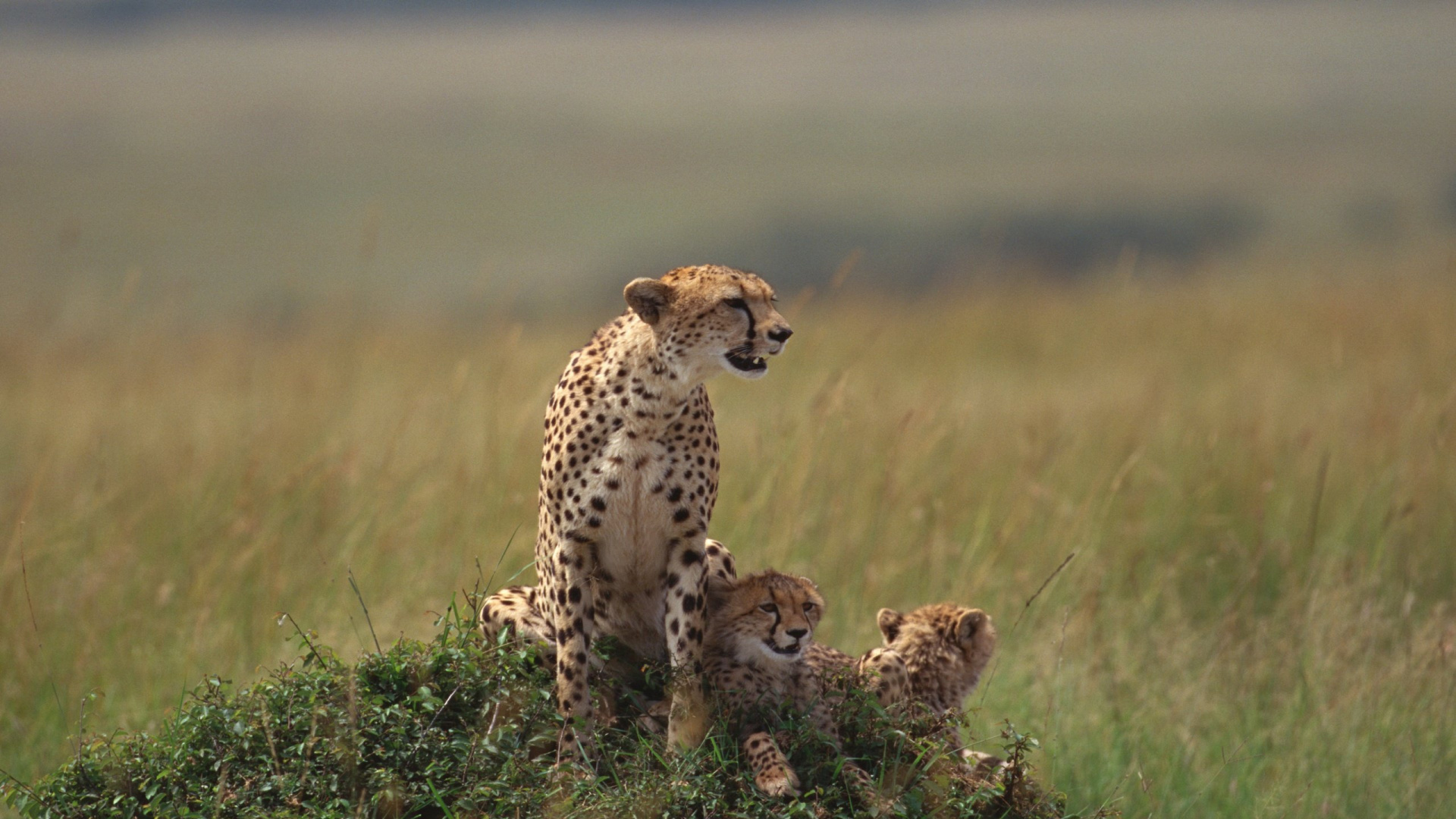 Cheetah on Brown Grass Field During Daytime. Wallpaper in 1920x1080 Resolution