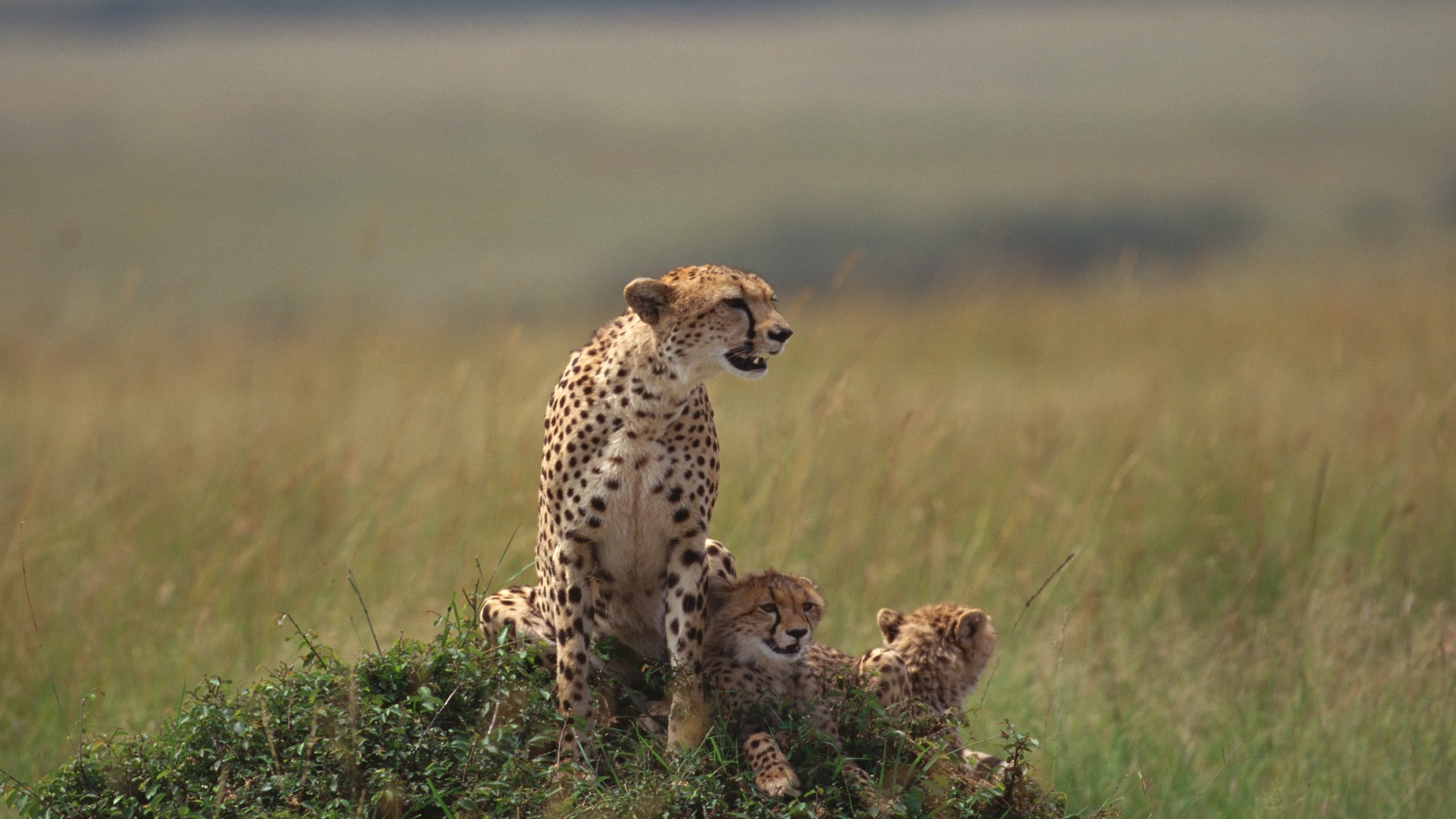 Cheetah on Brown Grass Field During Daytime. Wallpaper in 2560x1440 Resolution