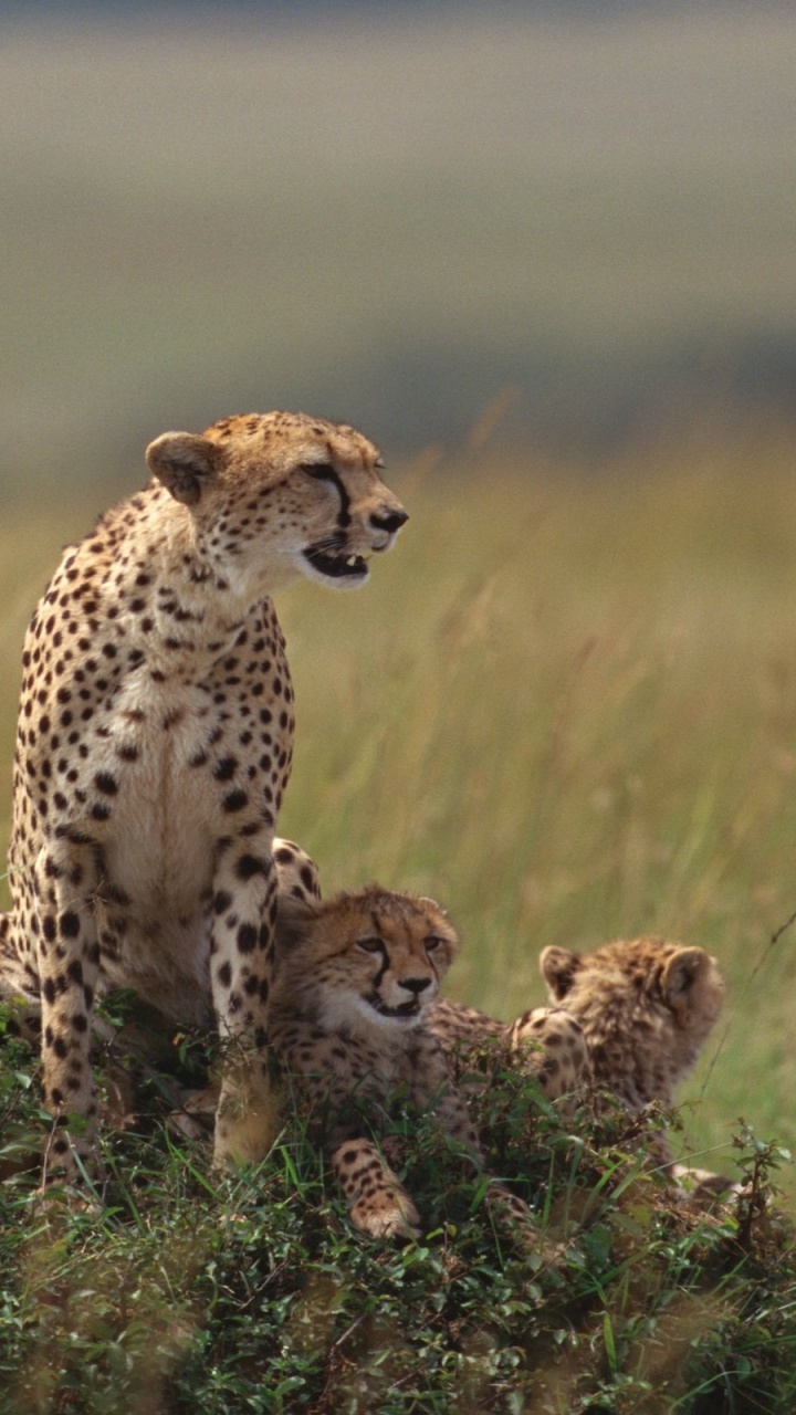 Cheetah on Brown Grass Field During Daytime. Wallpaper in 720x1280 Resolution