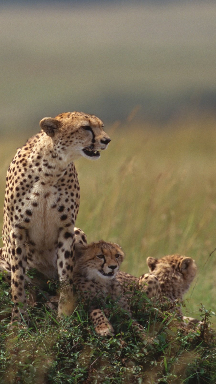 Cheetah on Brown Grass Field During Daytime. Wallpaper in 750x1334 Resolution