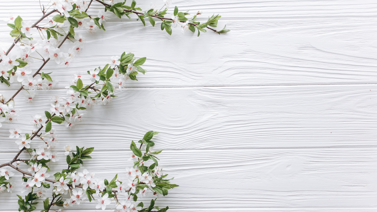 Flower, White, Plant, Twig, Wood. Wallpaper in 1280x720 Resolution