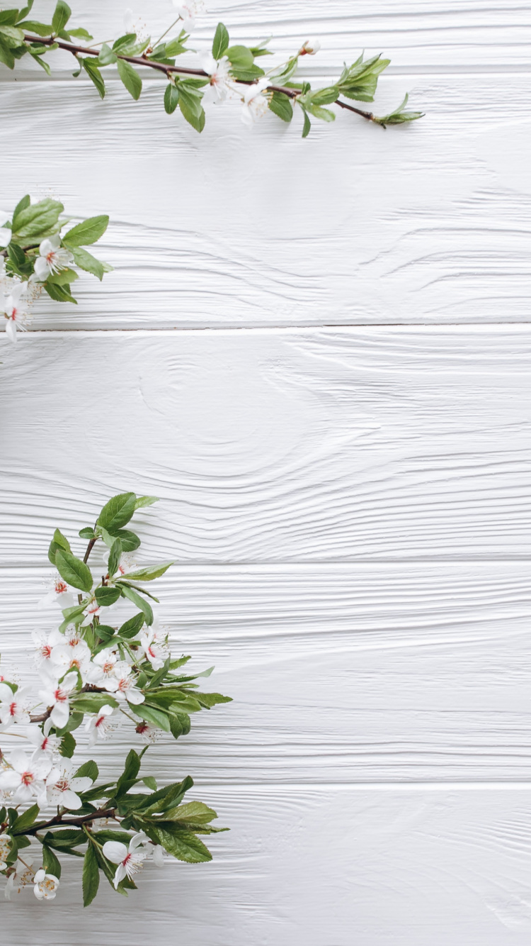 Flower, White, Plant, Twig, Wood. Wallpaper in 750x1334 Resolution