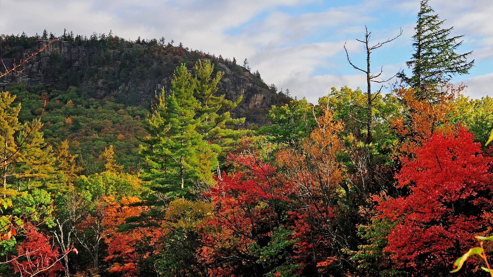 Green and Brown Trees Under Cloudy Sky During Daytime. Wallpaper in 1920x1080 Resolution