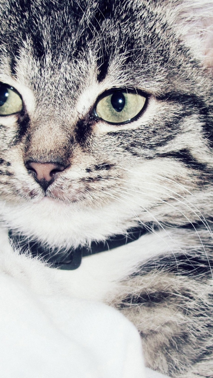 Silver Tabby Cat on White Textile. Wallpaper in 720x1280 Resolution