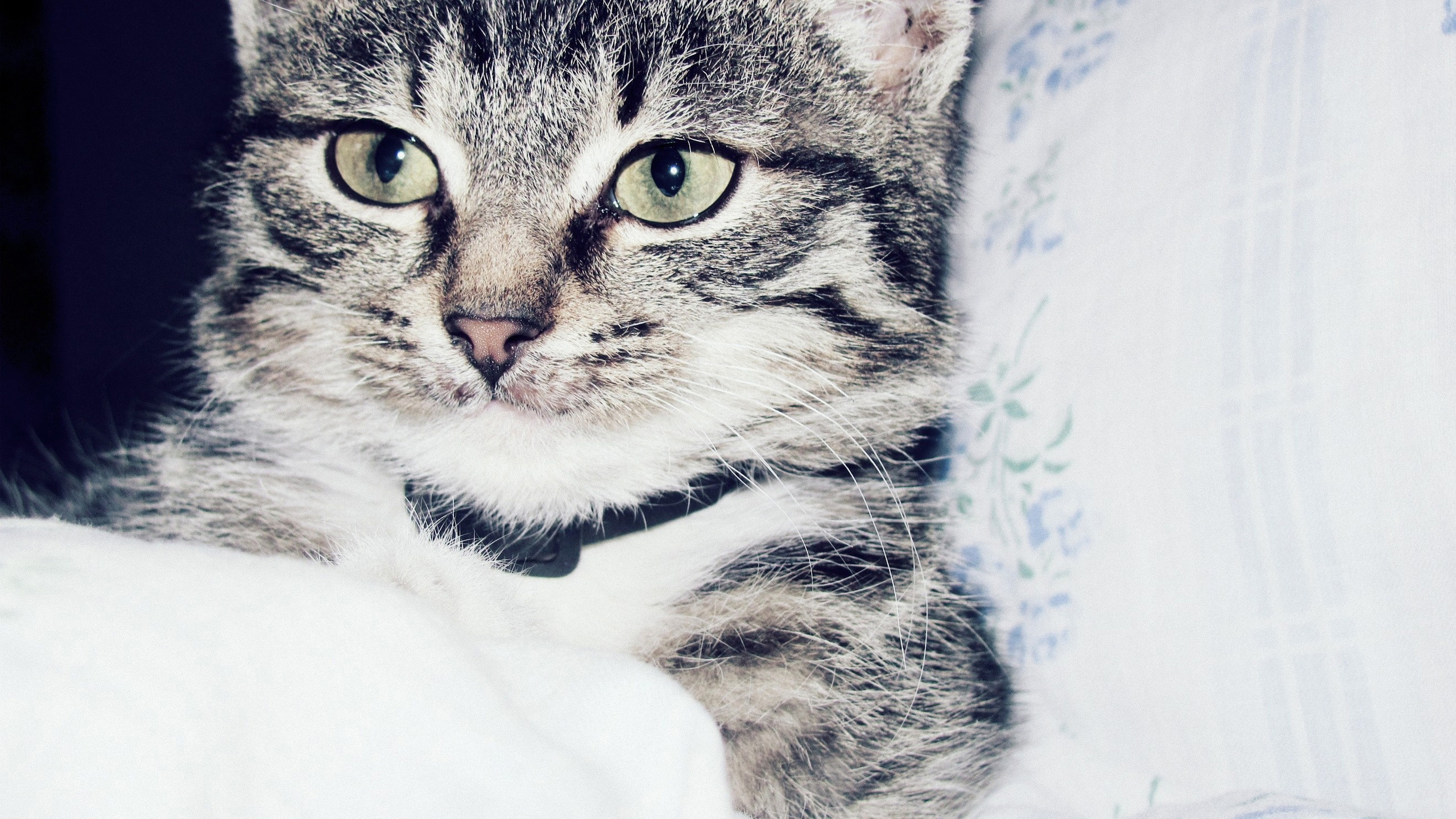 Gato Atigrado Plateado Sobre Textil Blanco. Wallpaper in 2560x1440 Resolution