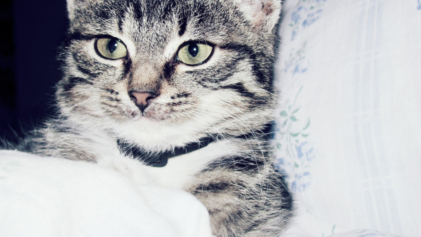 Silber Getigerte Katze Auf Weißem Textil. Wallpaper in 1366x768 Resolution