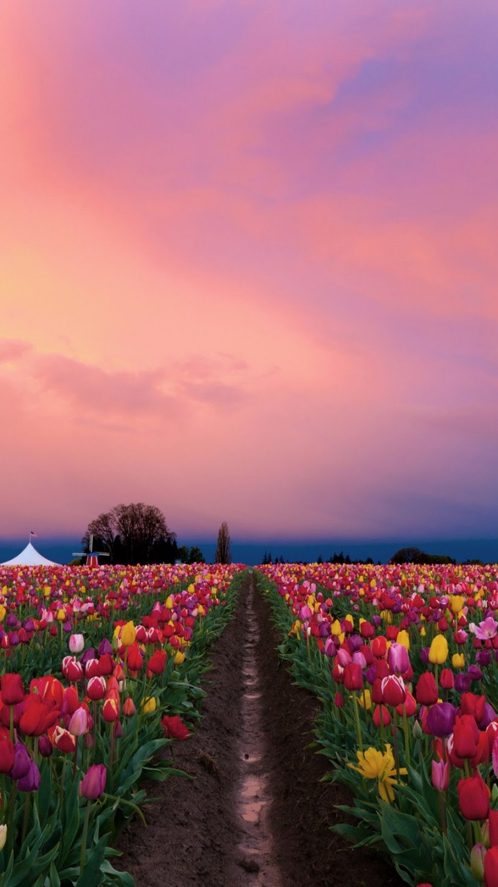 Champ de Fleurs Jaunes et Roses Près de la Mer Pendant la Journée. Wallpaper in 720x1280 Resolution