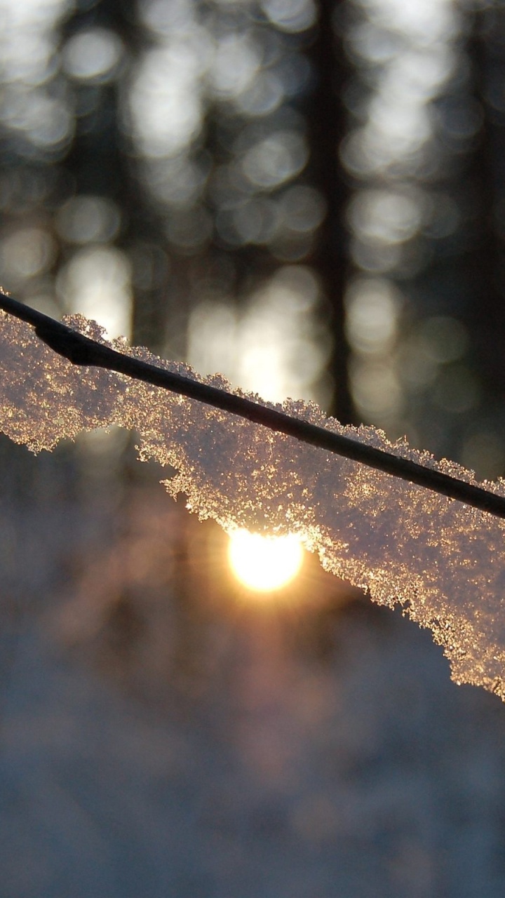 Brown Tree Branch With Water Droplets During Daytime. Wallpaper in 720x1280 Resolution