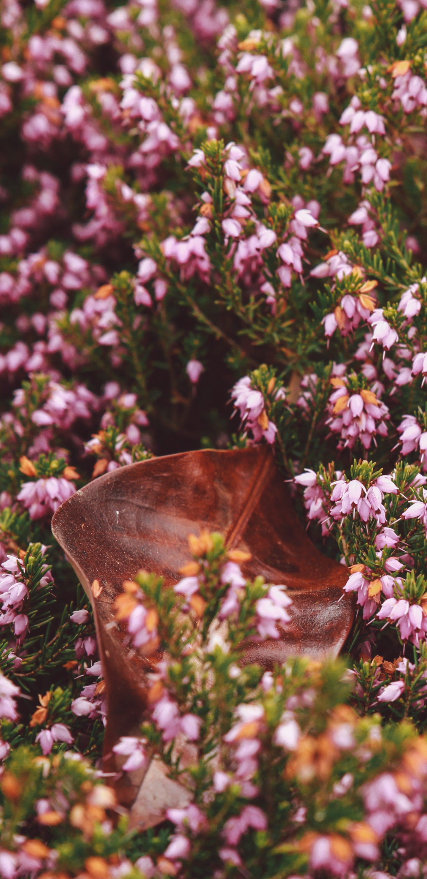 Brauner Schmetterling Auf Lila Blume. Wallpaper in 1440x2960 Resolution