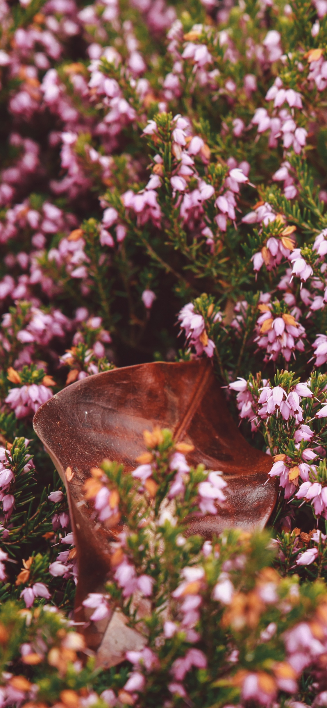 Brown Butterfly on Purple Flower. Wallpaper in 1125x2436 Resolution