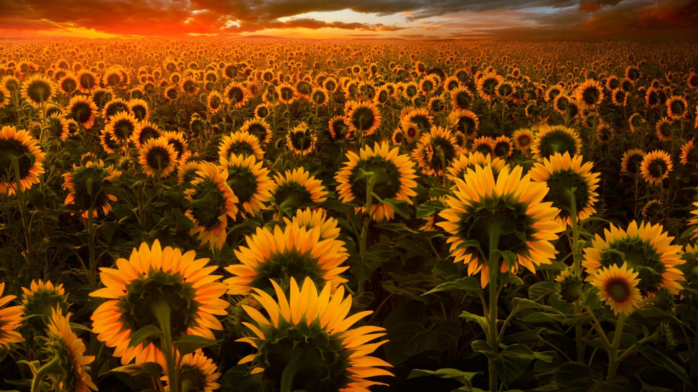 Sunflower Field Under Cloudy Sky During Sunset. Wallpaper in 1366x768 Resolution