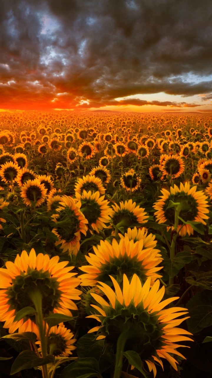 Sunflower Field Under Cloudy Sky During Sunset. Wallpaper in 720x1280 Resolution