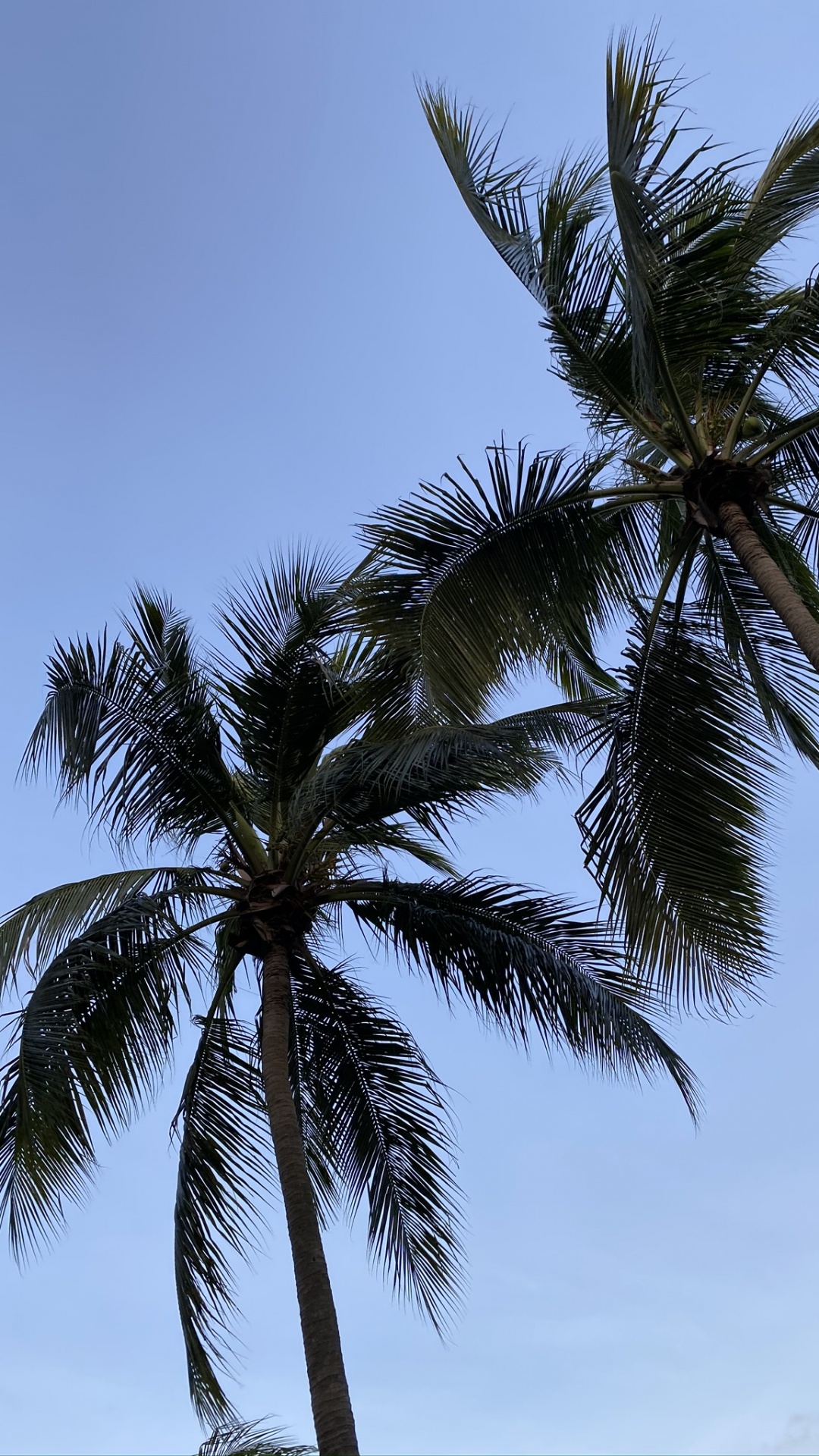 巴西棕榈, 枣椰树, 植被, 夏天, 木本植物 壁纸 1080x1920 允许