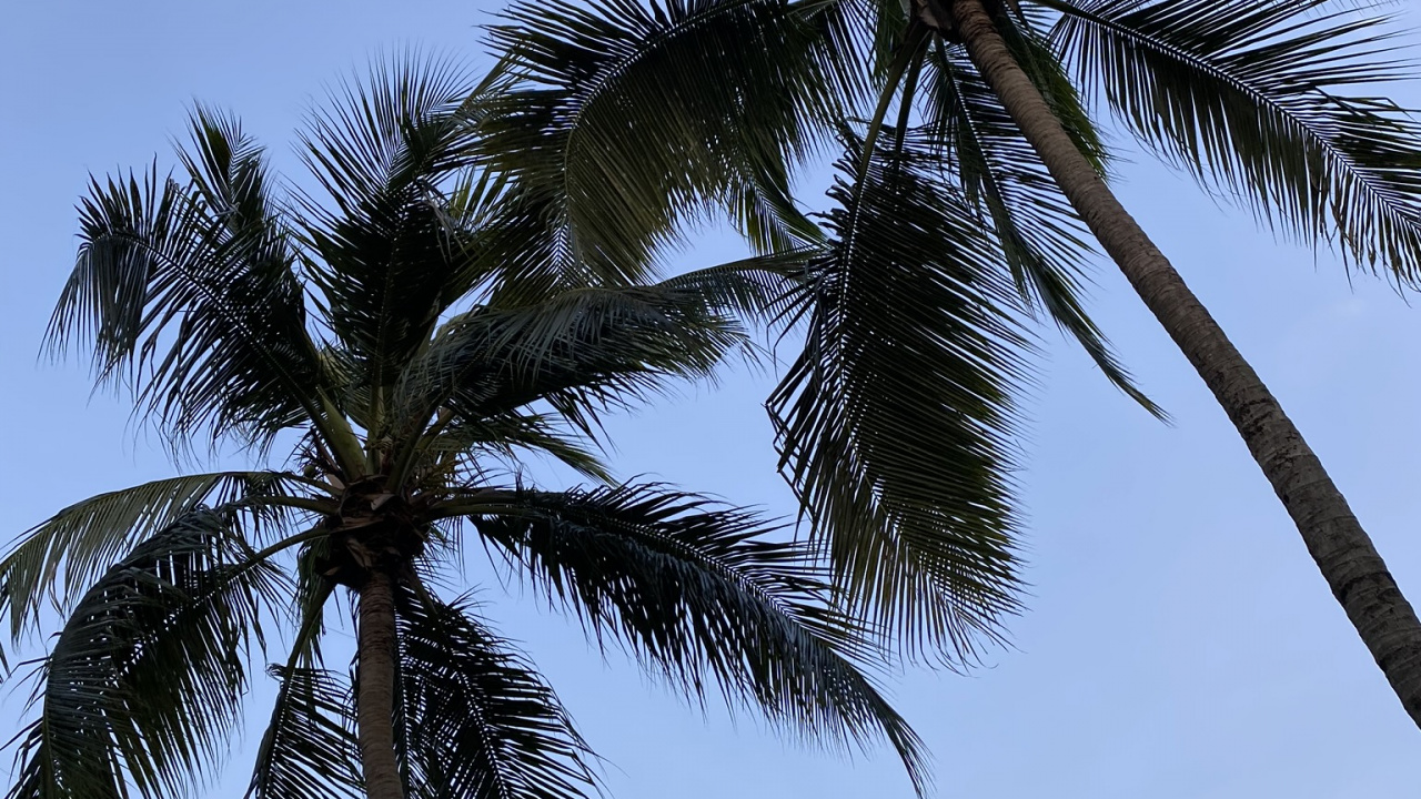 巴西棕榈, 枣椰树, 植被, 夏天, 木本植物 壁纸 1280x720 允许