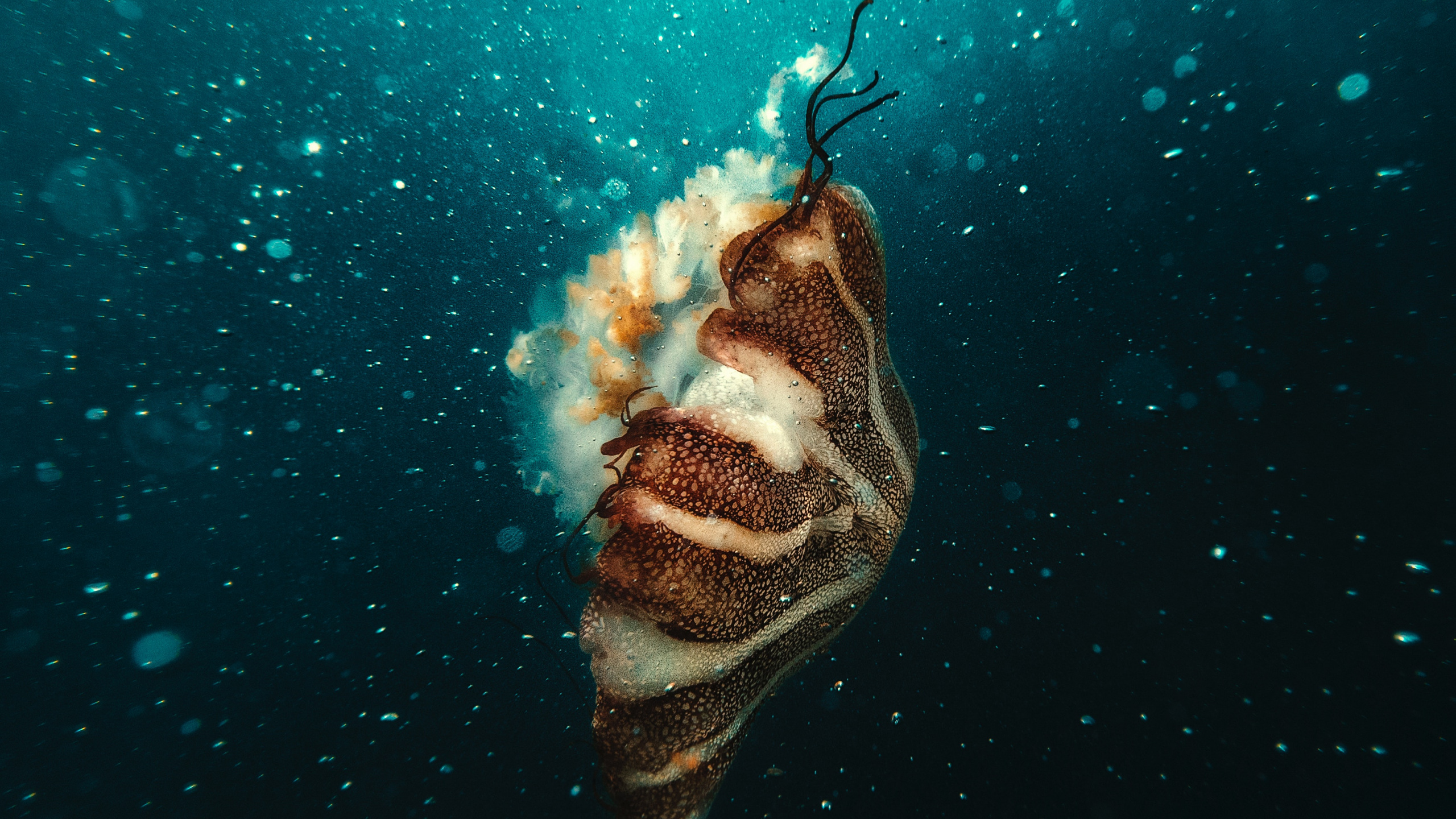 Brown and White Fish Under Water. Wallpaper in 2560x1440 Resolution