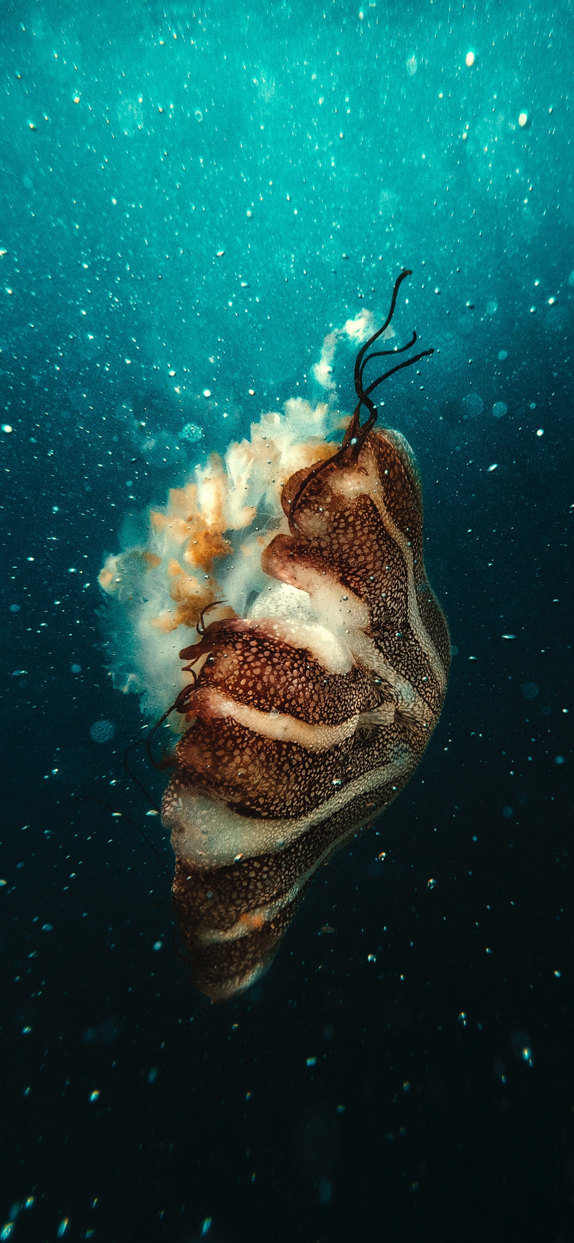 Poisson Brun et Blanc Sous L'eau. Wallpaper in 1125x2436 Resolution